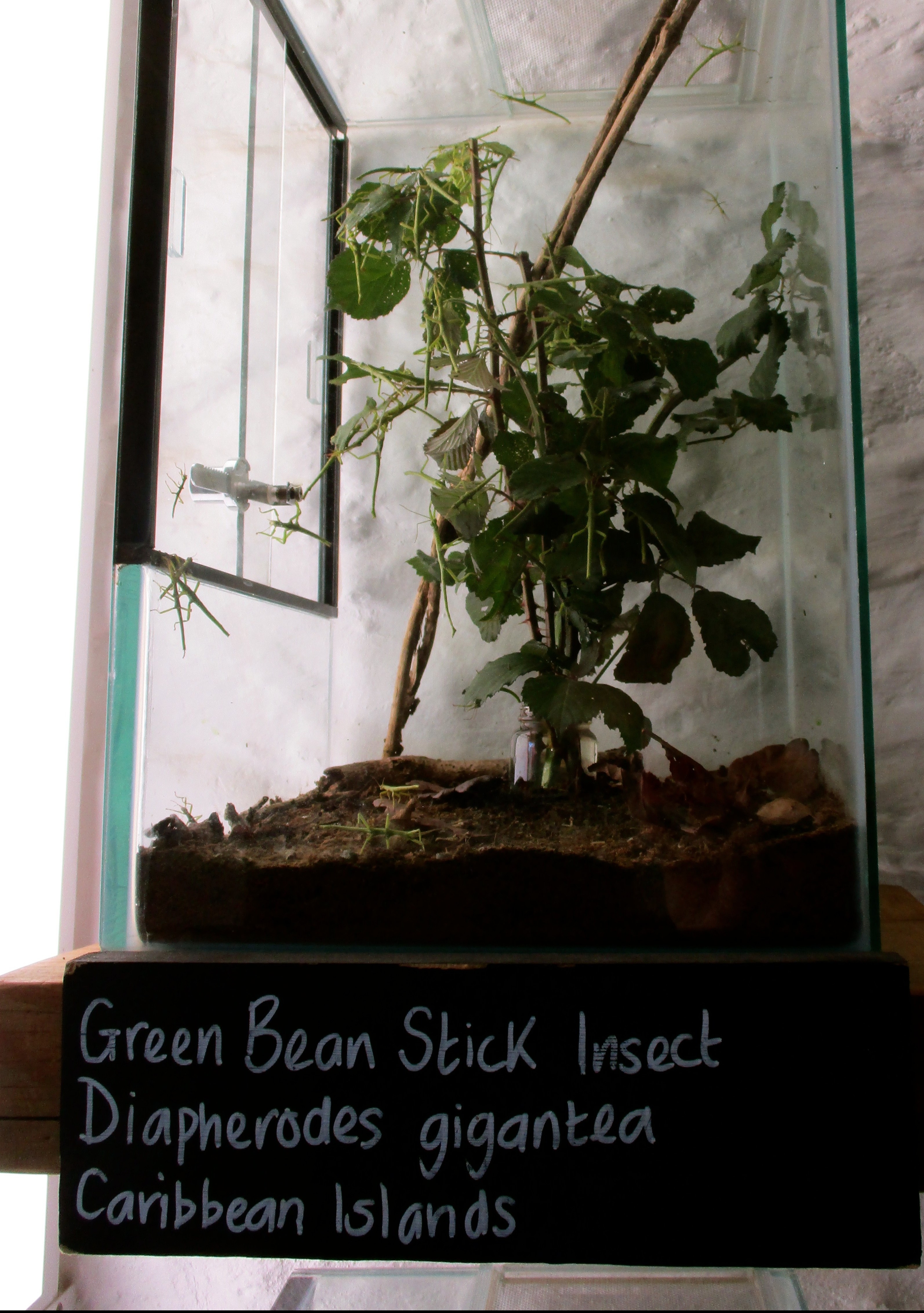 green bean stick insect